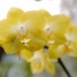 Phalaenopsis spec 'I-Hsin Sunflower'